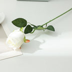 Bulgaria-white