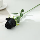 Bulgaria-black
