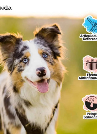 Lenda Lamb - Natural Dog Food Rich in Lamb, 27% Highly Digestible Protein for All Ages, Hypoallergenic and Joint Health Support with Functional Ingredients, Balanced Nutrition for Dogs