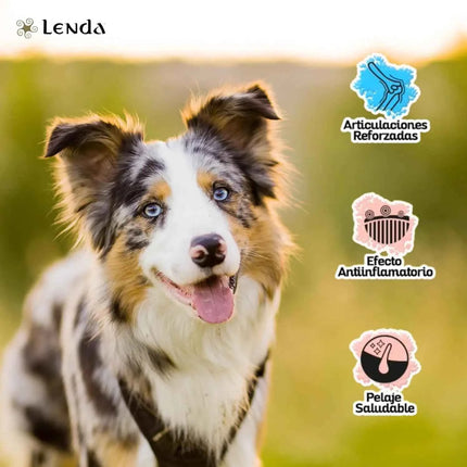 Lenda Lamb - Natural Dog Food Rich in Lamb, 27% Highly Digestible Protein for All Ages, Hypoallergenic and Joint Health Support with Functional Ingredients, Balanced Nutrition for Dogs