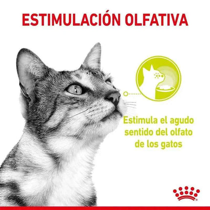 Royal Canin Sensory Smell in Sauce 12X85g