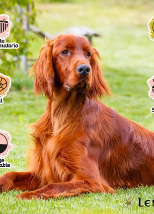 Lenda Sensitive - Hypoallergenic Fish-Based Dog Food for Severe Allergies and Intolerances, with Highly Digestible Hake and Potato for Gentle Digestion, Enhanced Immunity, and Strong Joints, 85% Animal Protein, Grain-Free.