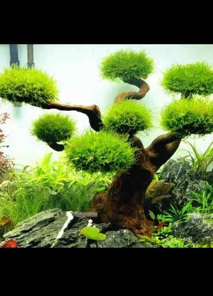 Aquarium Decoration Moss Driftwood Fish Tank Landscaping Water Grass Moss Tree Trunk DIY (No Aquatic Plants)