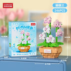 Phalaenopsis [color Box]