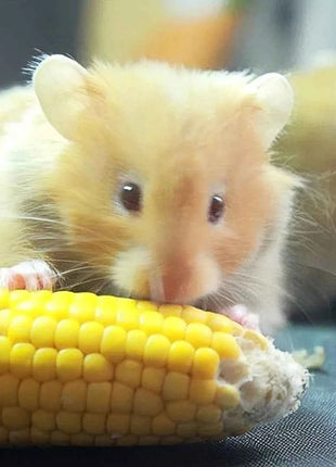 Hamster corn chew sticks, small corn, golden hamster, hamster, rabbit, chinchilla, mice, nutritious, chew and strengthen teeth