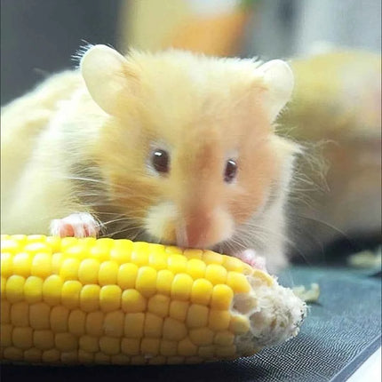 Hamster corn chew sticks, small corn, golden hamster, hamster, rabbit, chinchilla, mice, nutritious, chew and strengthen teeth