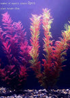 2PCS 32CM