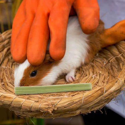 1Set Papaya Stem Chew Sticks 100g Natural Rabbit Treats for Hamsters Chinchillas Guinea Pigs Small Animal Dental Snack