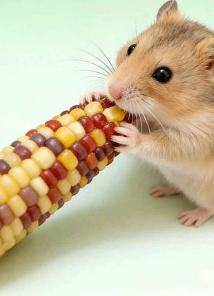 Hamster corn chew sticks, small corn, golden hamster, hamster, rabbit, chinchilla, mice, nutritious, chew and strengthen teeth