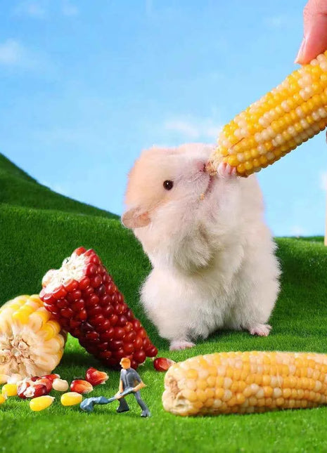 Hamster corn chew sticks, small corn, golden hamster, hamster, rabbit, chinchilla, mice, nutritious, chew and strengthen teeth