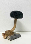 1 head / height 5-8cm