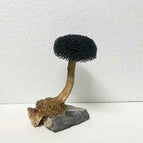 1 head / height 5-8cm