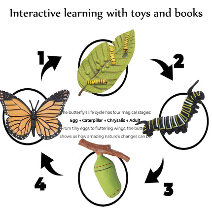 Set di giocattoli Montessori per l'apprendimento dell'inglese per bambini, con il ciclo di vita degli animali e 5 libri in inglese: formica, rana, farfalla, zanzara e fagiolo