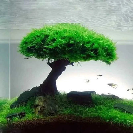 Aquarium Decoration Plant Moss Tree Landscaping Wood Plant Root Driftwood Aquatic Grass Fish Tank Accessories without Moss