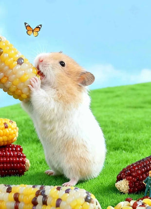 Hamster corn chew sticks, small corn, golden hamster, hamster, rabbit, chinchilla, mice, nutritious, chew and strengthen teeth