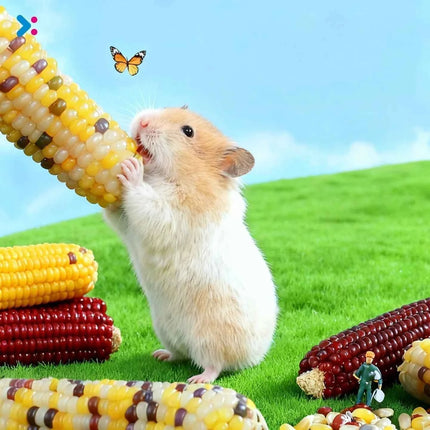 Hamster corn chew sticks, small corn, golden hamster, hamster, rabbit, chinchilla, mice, nutritious, chew and strengthen teeth