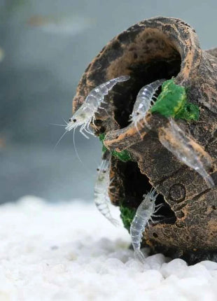 Sunken Broken Jar Aquarium Decoration Resin Cave Hideout for Fish Shrimp Tank Landscape Ornament Shelter Breeding Spawning