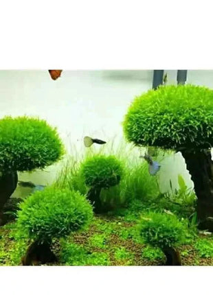 Aquarium Decoration Plant Moss Tree Landscaping Wood Plant Root Driftwood Aquatic Grass Fish Tank Accessories without Moss