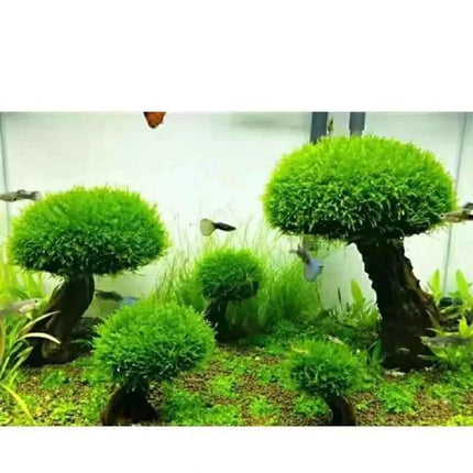 Aquarium Decoration Plant Moss Tree Landscaping Wood Plant Root Driftwood Aquatic Grass Fish Tank Accessories without Moss
