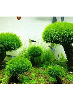 Fish Tank Plant Moss Tree Landscaping Decoration Wood Plant Root Driftwood Aquatic Plants Grass Aquarium Accessories (No Moss)