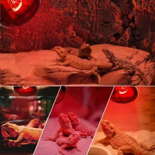Pet Heating Lamp UVA Day Night Amphibian Amphibian Snake Lamp Heat Reptile Bulb Light Heat Reptile Bulb 25/50/75/100W 220-240V
