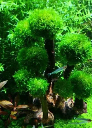 Fish Tank Plant Moss Tree Landscaping Decoration Wood Plant Root Driftwood Aquatic Plants Grass Aquarium Accessories (No Moss)