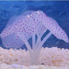 purple / 1Pc / China