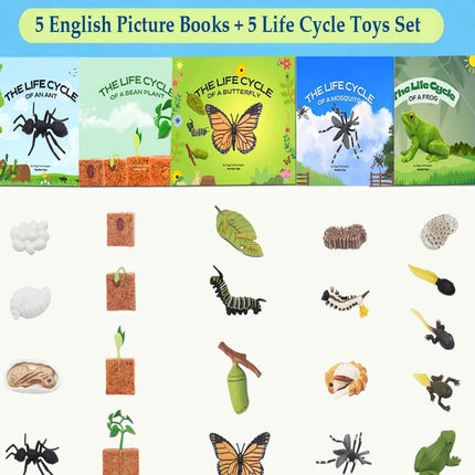 Set di giocattoli Montessori per l'apprendimento dell'inglese per bambini, con il ciclo di vita degli animali e 5 libri in inglese: formica, rana, farfalla, zanzara e fagiolo