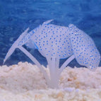 blue / 1Pc / China
