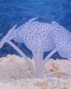 1Pc Silicone Glowing Artificial Fish Tank Aquarium Coral Plants Ornament Underwater Pets Decor Aquatic Pet Supplies Decoration
