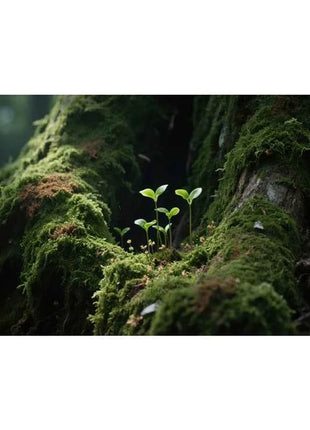 Aquarium Background Poster Large Forest Tree Trunk Moss PVC Waterproof Backdrop for Freshwater/Saltwater & Reptile Tanks