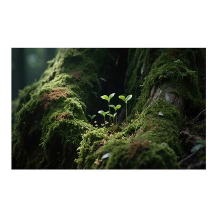 Aquarium Background Poster Large Forest Tree Trunk Moss PVC Waterproof Backdrop for Freshwater/Saltwater & Reptile Tanks
