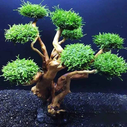 Aquarium Decoration Plant Moss Tree Landscaping Wood Plant Root Driftwood Aquatic Grass Fish Tank Accessories without Moss