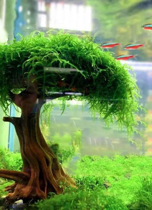 Fish Tank Plant Moss Tree Landscaping Decoration Wood Plant Root Driftwood Aquatic Plants Grass Aquarium Accessories (No Moss)