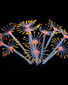 1Pc Silicone Glowing Artificial Fish Tank Aquarium Coral Plants Ornament Underwater Pets Decor Aquatic Pet Supplies Decoration