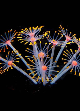 1Pc Silicone Glowing Artificial Fish Tank Aquarium Coral Plants Ornament Underwater Pets Decor Aquatic Pet Supplies Decoration