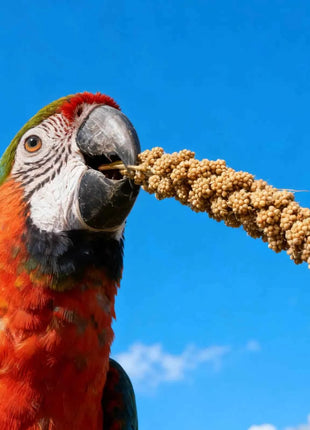 Millet Treat for Pet Birds Bird Snack Natural Dried Millet for Parakeets Parrots Cockatiels Lovebirds Budgies Finches Supplies