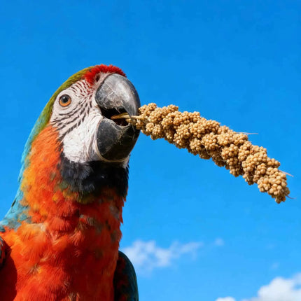 Millet Treat for Pet Birds Bird Snack Natural Dried Millet for Parakeets Parrots Cockatiels Lovebirds Budgies Finches Supplies