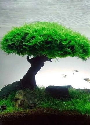 Fish Tank Plant Moss Tree Landscaping Decoration Wood Plant Root Driftwood Aquatic Plants Grass Aquarium Accessories (No Moss)