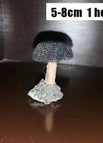5-8cm 1 head