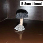 5-8cm 1 head