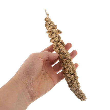 Millet Treat for Pet Birds Bird Snack Natural Dried Millet for Parakeets Parrots Cockatiels Lovebirds Budgies Finches Supplies