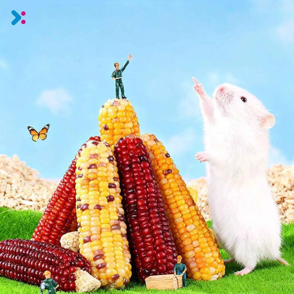 Hamster corn chew sticks, small corn, golden hamster, hamster, rabbit, chinchilla, mice, nutritious, chew and strengthen teeth