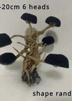 16-20cm 6 heads