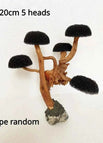 16-20cm 5 heads