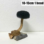 10-15cm 1 heads