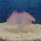 pink / 1Pc / China