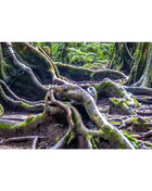 Aquarium Background Poster Large Forest Tree Trunk Moss PVC Waterproof Backdrop for Freshwater/Saltwater & Reptile Tanks