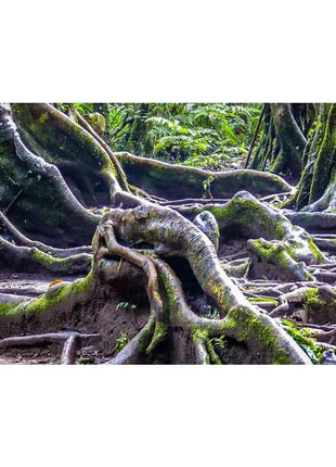 Aquarium Background Poster Large Forest Tree Trunk Moss PVC Waterproof Backdrop for Freshwater/Saltwater & Reptile Tanks