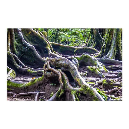 Aquarium Background Poster Large Forest Tree Trunk Moss PVC Waterproof Backdrop for Freshwater/Saltwater & Reptile Tanks